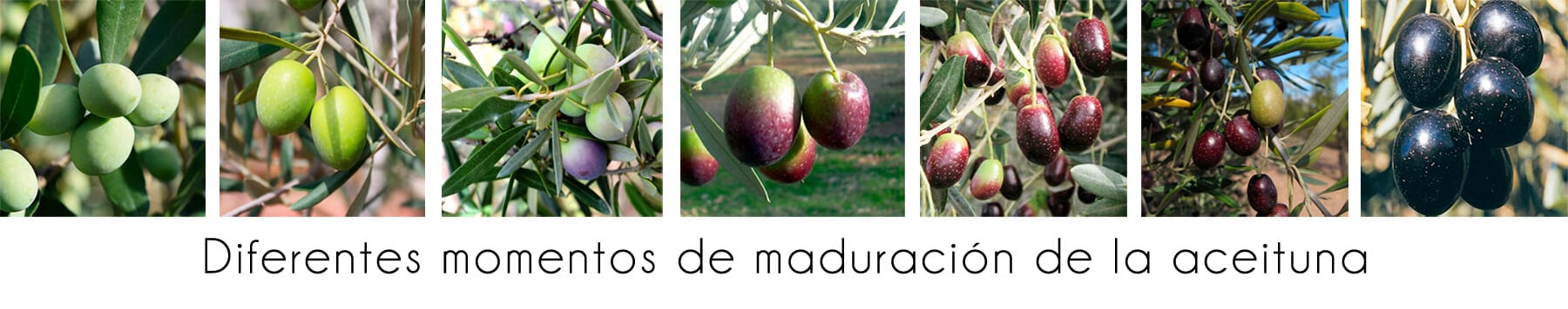 Maduración-de-las-aceitunas